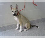Small Siberian Husky Mix