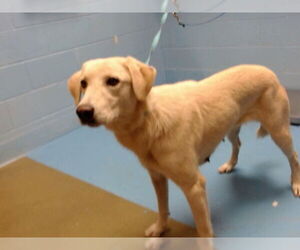 Labrador Retriever-Unknown Mix Dogs for adoption in Moreno Valley, CA, USA