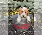 Small #1 Goldendoodle (Miniature)