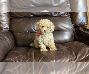 Poodle (Toy) Puppy for sale in JEFFERSONVILLE, IN, USA