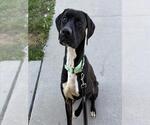 MONTY - Male Labrador Retriever-Unknown Mix Dog for Adoption - Small photo