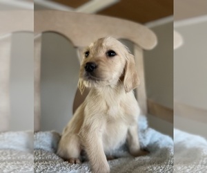 Golden Retriever Puppy for Sale in CONVERSE, Indiana USA