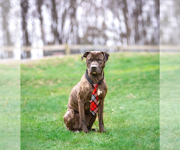 Medium Photo #7 Mutt Puppy For Sale in Unionville, PA, USA