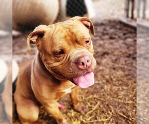 Drake *CrossPost* - Male Bulldog Dog for Adoption - Photo #2