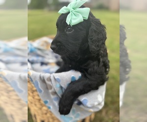 Medium Goldendoodle
