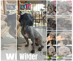 Wilder - Male Mutt Dog for Adoption - Photo #3