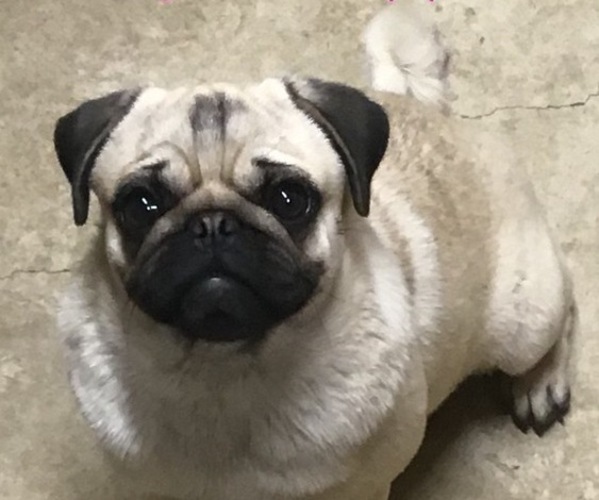Medium Photo #1 Pug Puppy For Sale in ORRVILLE, OH, USA