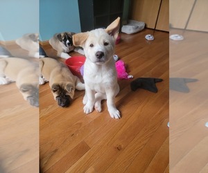 Akita Puppy for sale in AURORA, IL, USA