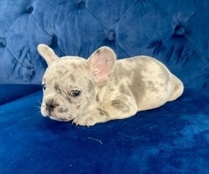 French Bulldog Puppy for sale in NEWPORT BEACH, CA, USA