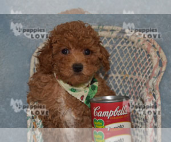 Medium Photo #11 Poodle (Toy) Puppy For Sale in SANGER, TX, USA