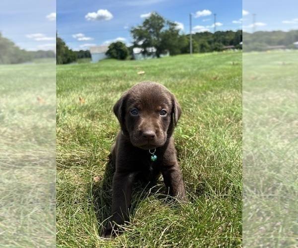 Medium Photo #9 Labrador Retriever Puppy For Sale in FREDERICKSBG, OH, USA