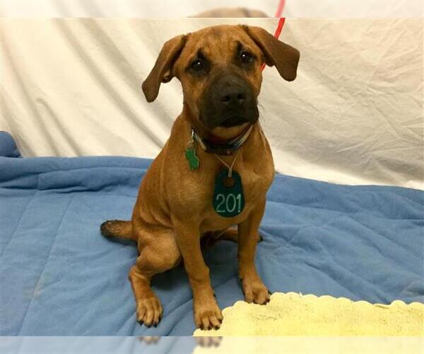 Medium Photo #1 Black Mouth Cur-Unknown Mix Puppy For Sale in Houston, TX, USA