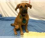 Small Black Mouth Cur Mix
