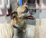 Small #3 Pug Mix