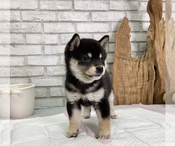 Medium Photo #10 Shiba Inu Puppy For Sale in SAN JOSE, CA, USA