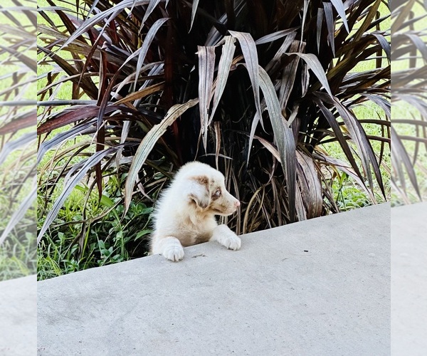 Medium Photo #6 Miniature Australian Shepherd Puppy For Sale in BELLVILLE, TX, USA