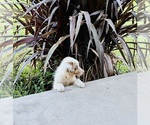 Small #5 Miniature Australian Shepherd