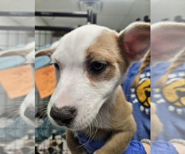 Medium Photo #2 Mutt Puppy For Sale in Candler, NC, USA