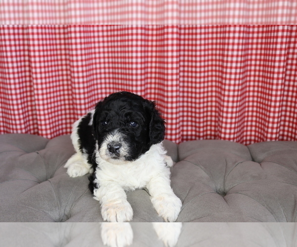 Medium Photo #5 Goldendoodle Puppy For Sale in NORTH LIBERTY, IN, USA