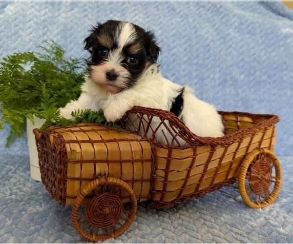 Medium Photo #5 Havanese Puppy For Sale in POST FALLS, ID, USA