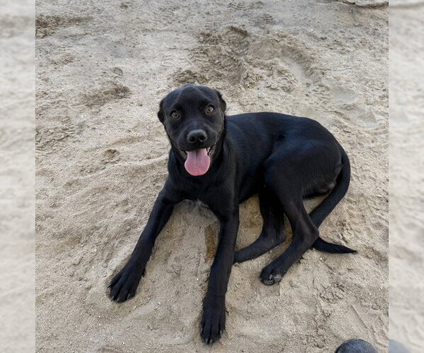 Medium Photo #1 Labrador Retriever-Unknown Mix Puppy For Sale in Riverside, CA, USA