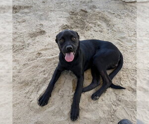 Labrador Retriever-Unknown Mix Dogs for adoption in Riverside, CA, USA