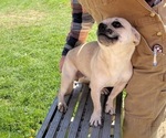 Small #29 French Bullhuahua