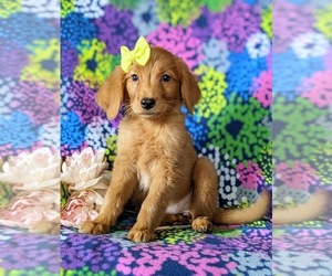 Golden Retriever Puppy for sale in NOTTINGHAM, PA, USA