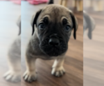 Puppy Red Boerboel
