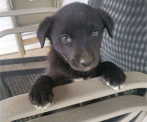 Labrador Retriever Puppy for sale in NOVI, MI, USA