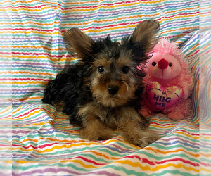 Yorkshire Terrier Puppy for sale in AMSTERDAM, MO, USA