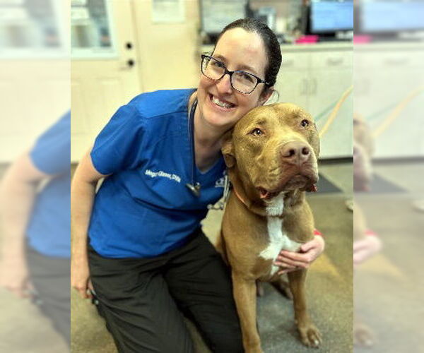 Medium Photo #5 Mutt Puppy For Sale in Ventura, CA, USA