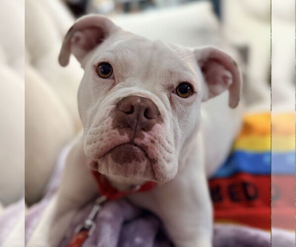 Medium Photo #11 American Bulldog-Unknown Mix Puppy For Sale in Canton, CT, USA