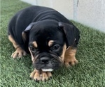 Small Photo #5 English Bulldog Puppy For Sale in PHOENIX, AZ, USA