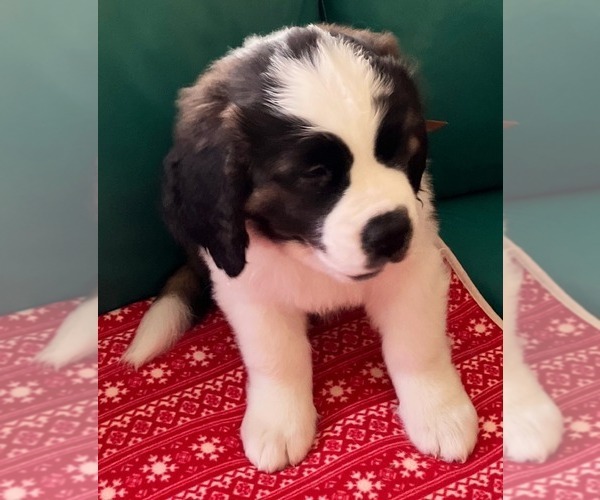 Medium Photo #3 Saint Bernard Puppy For Sale in COLORADO SPRINGS, CO, USA