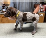 Small Photo #15 German Shorthaired Pointer Puppy For Sale in ALBEMARLE, NC, USA