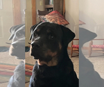 Small Photo #1 Rottweiler Puppy For Sale in WHITNEY, NE, USA