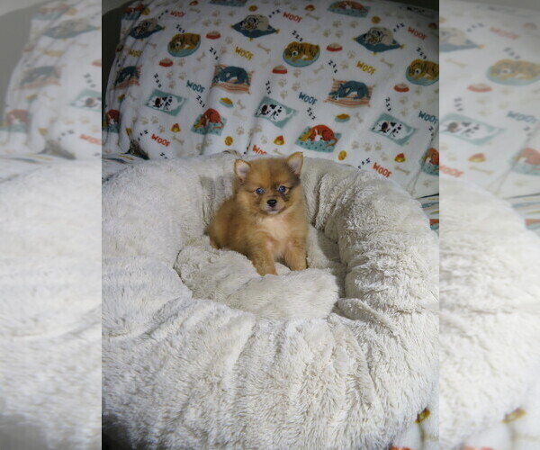 Medium Photo #4 Pomeranian Puppy For Sale in COOKEVILLE, TN, USA
