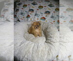 Small #3 Pomeranian