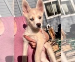 Small Photo #14 Pomsky Puppy For Sale in LOVELAND, CO, USA