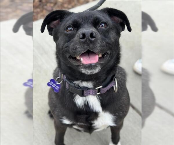 Medium Photo #1 Box-a-Pug Puppy For Sale in Woodland, CA, USA