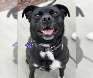 Box-a-Pug Dogs for adoption in Woodland, CA, USA