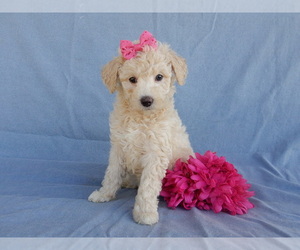 Goldendoodle (Miniature) Puppy for Sale in MILLERSBURG, Ohio USA