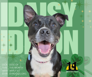 Mutt Dogs for adoption in Rockaway, NJ, USA