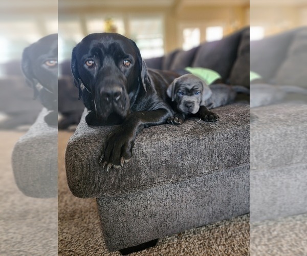 Medium Photo #1 Cane Corso Puppy For Sale in ATASCOCITA, TX, USA