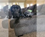 Small Photo #1 Cane Corso Puppy For Sale in ATASCOCITA, TX, USA