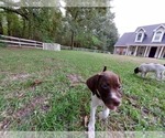 Small Photo #5 German Shorthaired Pointer Puppy For Sale in QUITMAN, TX, USA