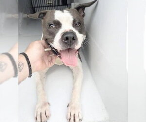 Mutt Dogs for adoption in Houston, TX, USA