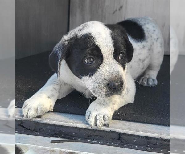 Medium Photo #1 Mutt Puppy For Sale in San Antonio, TX, USA