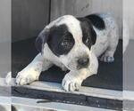 SPARKY - Male Mutt Dog for Adoption - Small photo